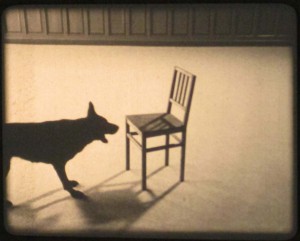 Still: Ruben Bellinkx, Musical Chair 2007 Three dogs act like a chair is an enemy. Filmed from three positions 2007